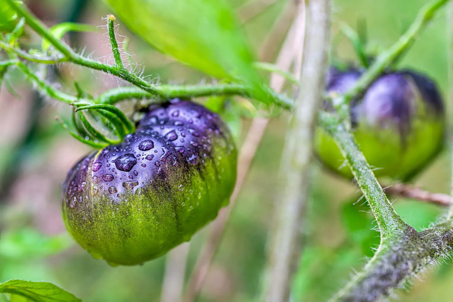 Blue Tomatoes: Discover Their Amazing Health Benefits!