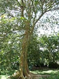 Arjun ki chhal : अर्जुन की छाल की चाय