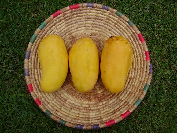 mango benefits