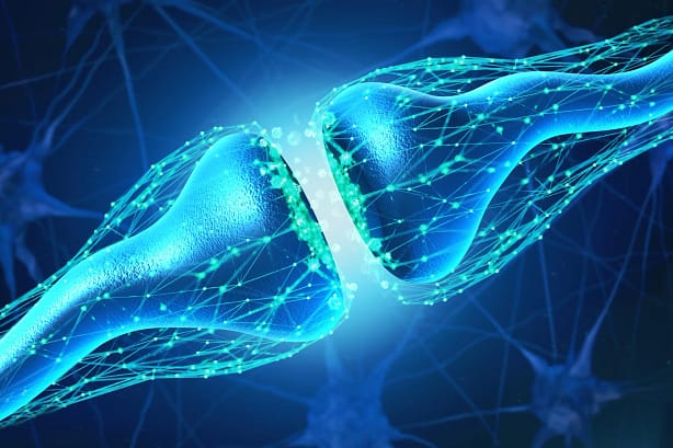 Synapses and Neurotransmission In Hindi